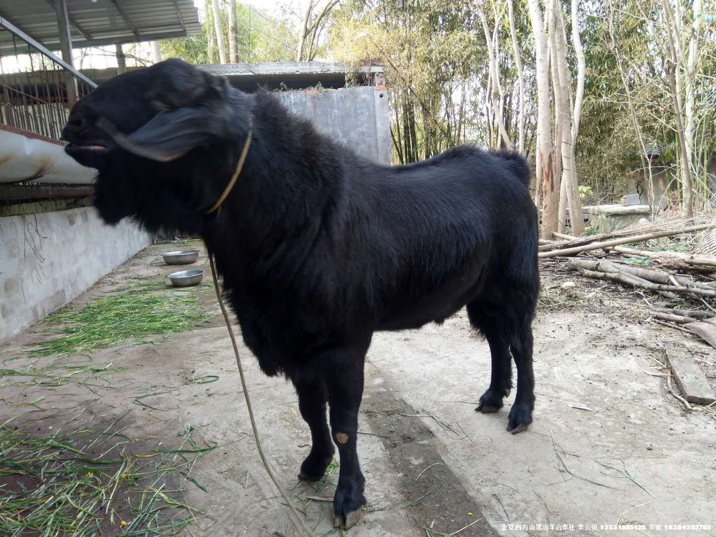 2019金堂黑山羊