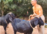 又大又肥的黑山羊